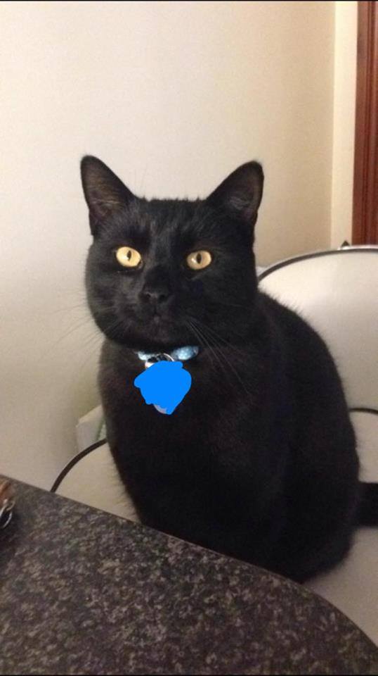 LostboxUK's tweet photo. Jack has gone missing from #Pickie #Bangor. Please RT! He's a nervous cat.
https://t.co/0M9xl0euKQ https://t.co/NsYBS6Q0PR