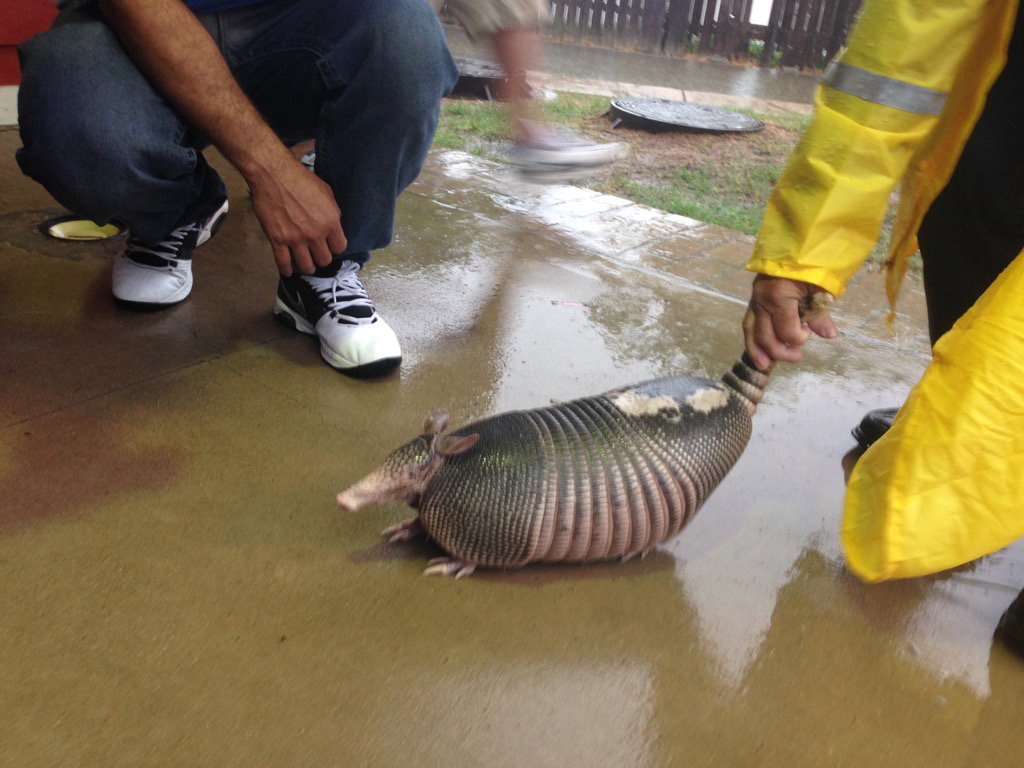 Armadillo rescued from flooding Greens Bayou. #KHOU11 #houstonweather