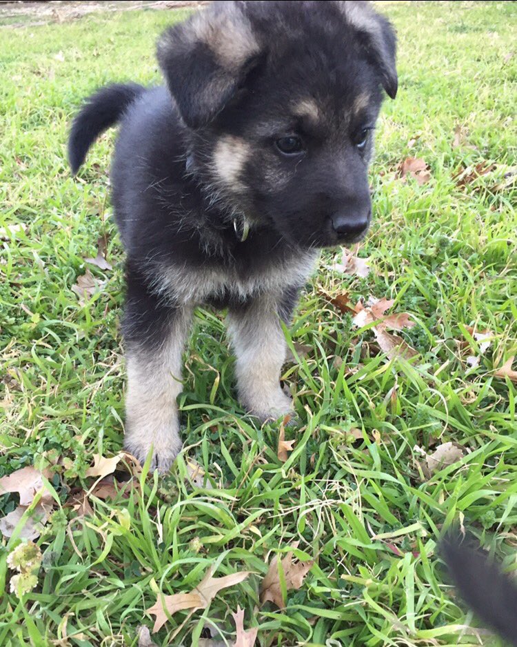 German Shepherds tweet media