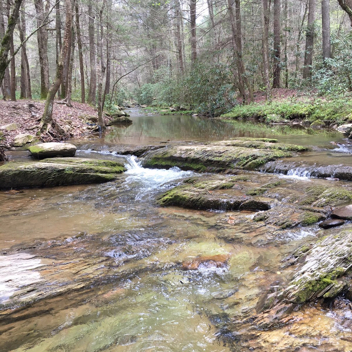 atwProstaff's tweet photo. Beautiful state of Tennessee. #MorelHunting https://t.co/aKyJbvcVJG