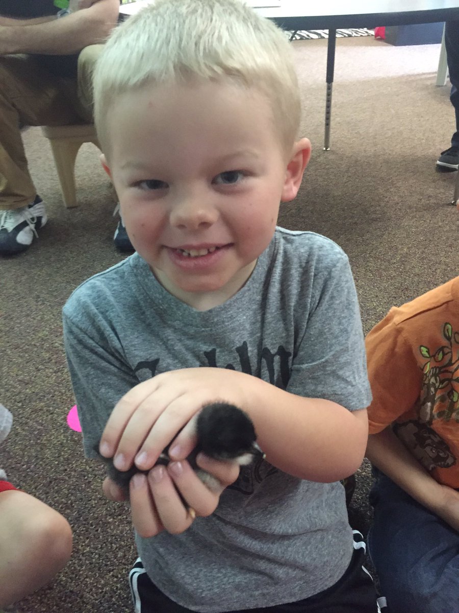 LinzkMrs's tweet image. Thanks for sharing your chicks with us Griffin!!! @CSEROCORI #csestrong #cse2028