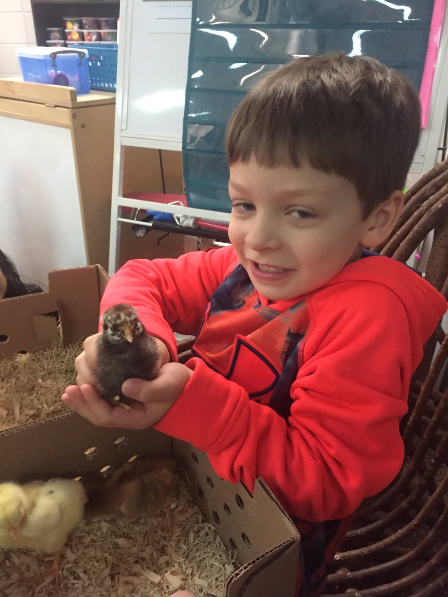 LinzkMrs's tweet image. Thanks for sharing your chicks with us Griffin!!! @CSEROCORI #csestrong #cse2028