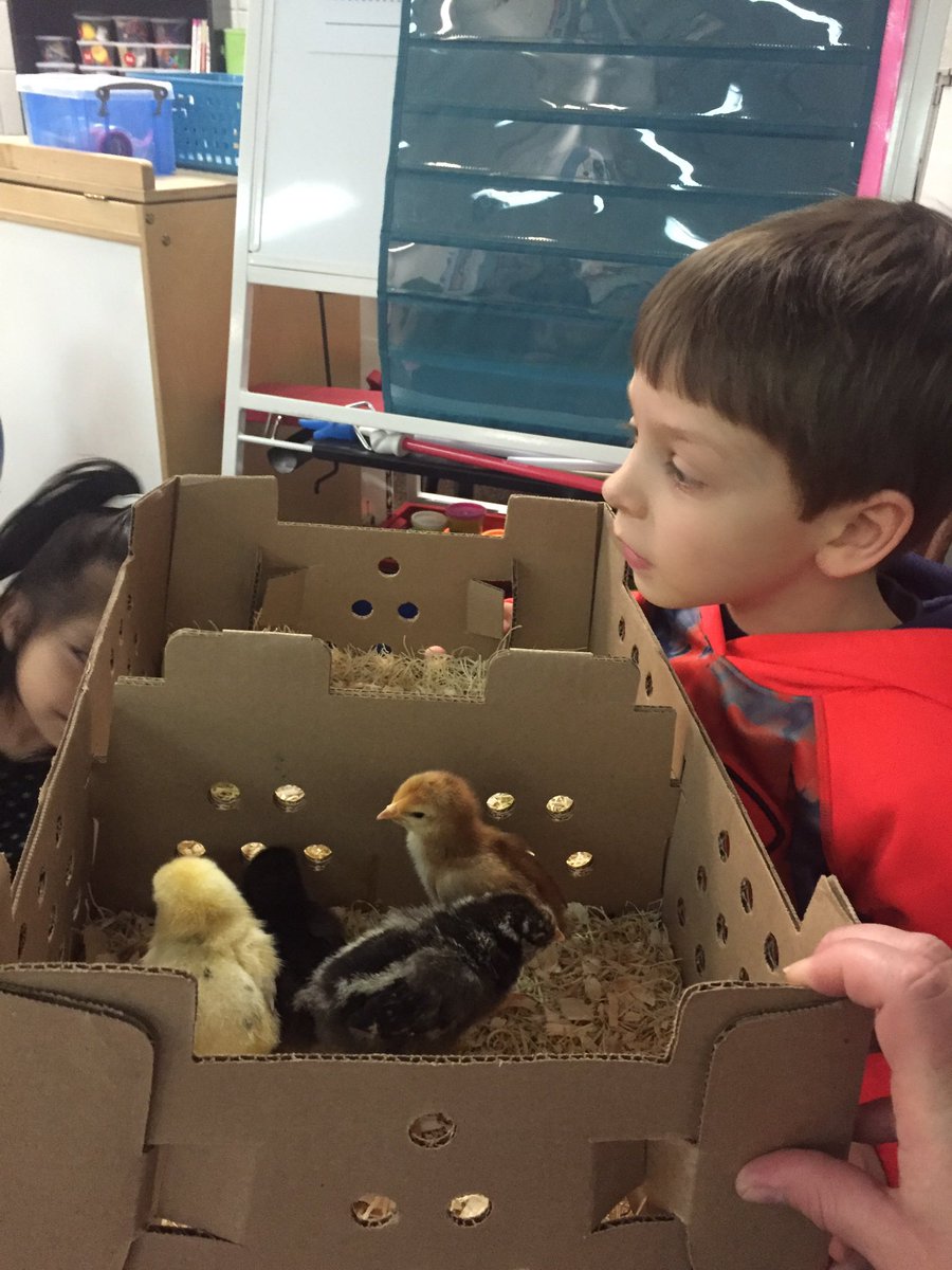 LinzkMrs's tweet image. Thanks for sharing your chicks with us Griffin!!! @CSEROCORI #csestrong #cse2028