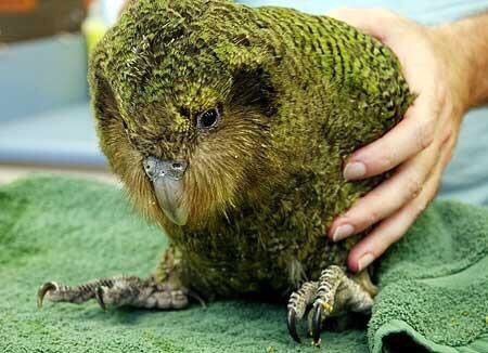 丸くって感情豊か、人懐っこくてなんかいい匂いがする鳥『カカポ』が超絶かわいい【動画あり】 - Togetter
