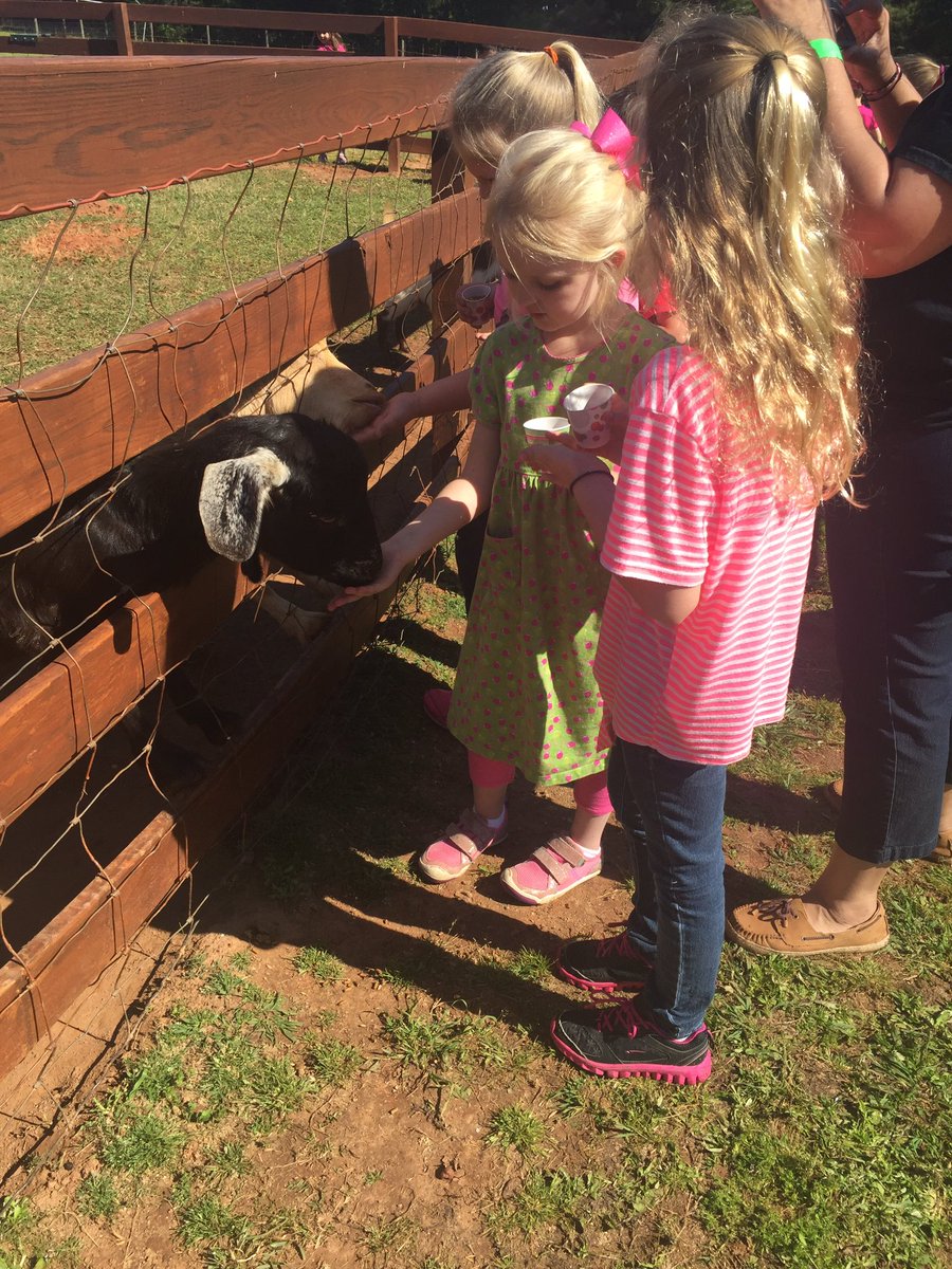 Enjoying feeding the chickens goats and pigs at Twin Oaks fun farm.#feedingtheanimals#havingfuninfirst