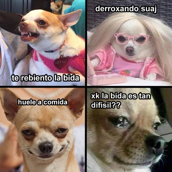 jezucrihto xd tweet media