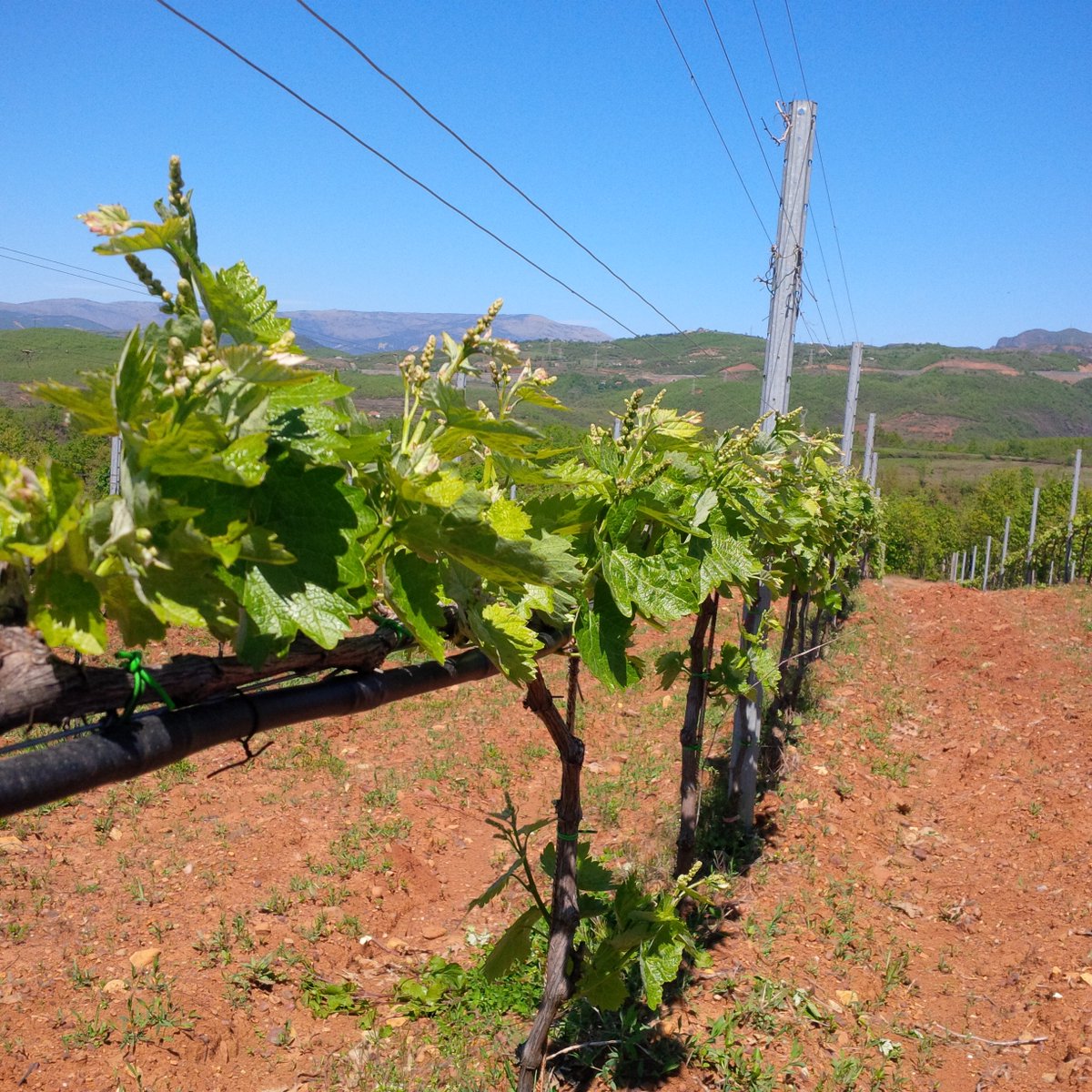 kantina_arberi's tweet photo. #ARBËRIvineyeards #Bukmire #KoderRReshen #Mirdite #Kacorraj #Arberiwine #nativevariety #Kallmet #sheshibardhe #wine https://t.co/0VbnTSmqO7