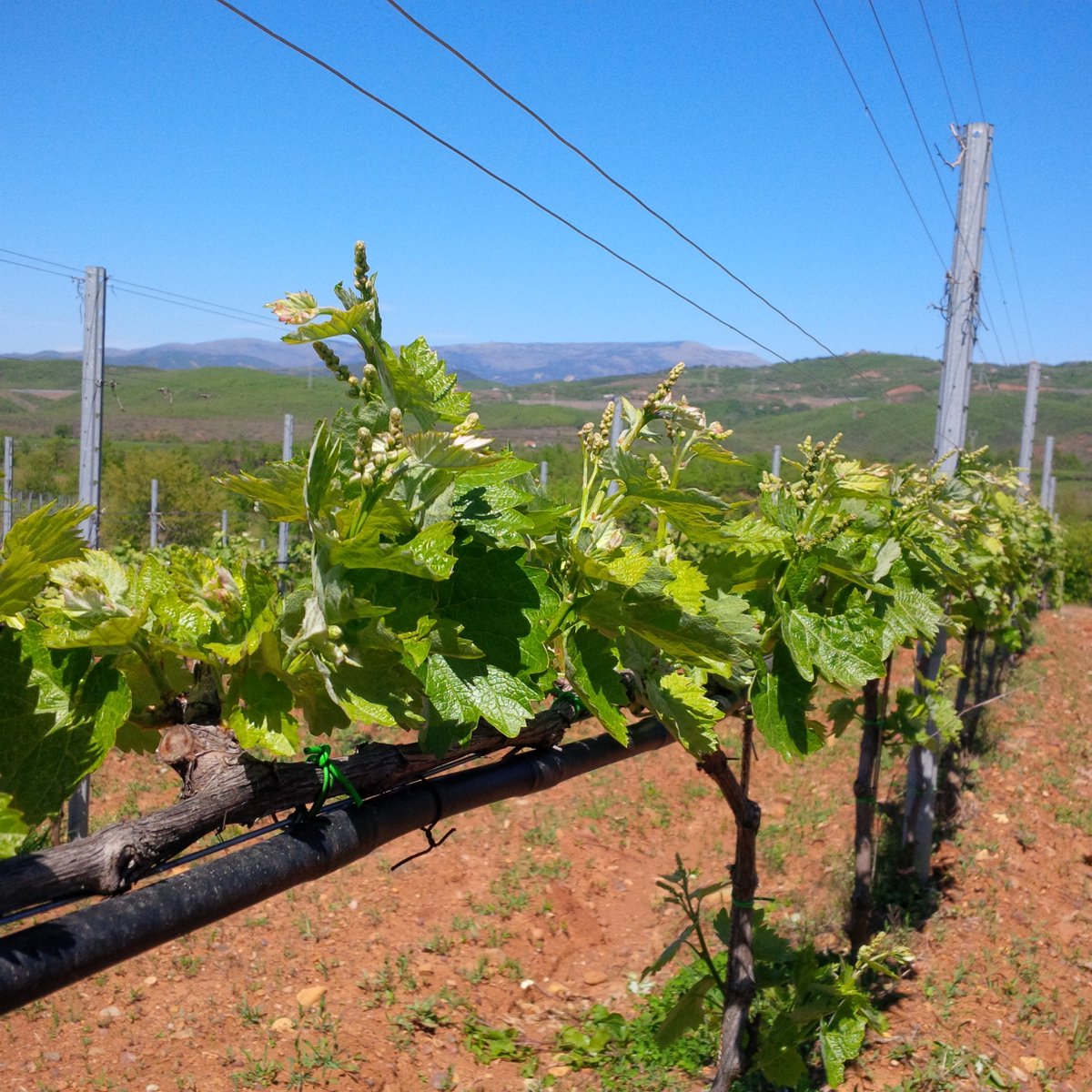 kantina_arberi's tweet photo. #ARBËRIvineyeards #Bukmire #KoderRReshen #Mirdite #Kacorraj #Arberiwine #nativevariety #Kallmet #sheshibardhe #wine https://t.co/0VbnTSmqO7