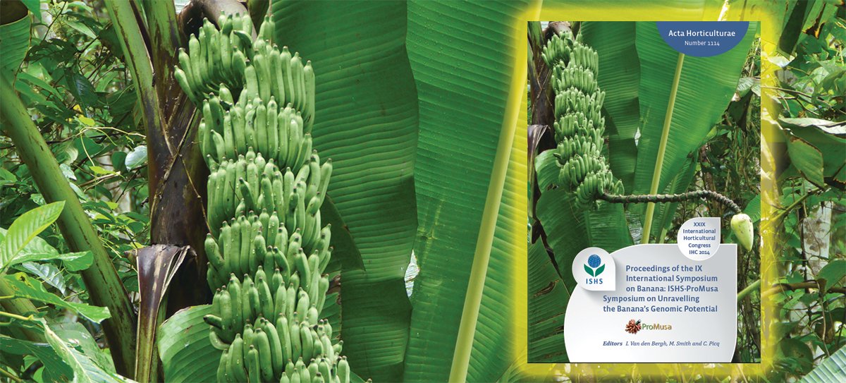 ishs_hort's tweet photo. Acta Horticulturae 1114
ISHS #ProMusa Symp:Unravelling Banana Genomics
#ActaHortic #IHC2014
https://t.co/KIQ7gyphgG https://t.co/Mx5dAbFkMB