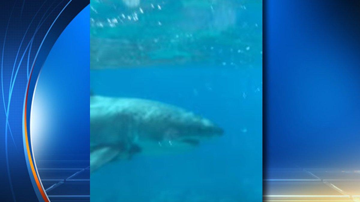 Rare great white #shark spotting in the @FloridaKeys over the weekend bit.ly/1SpMhAs?utm_me… https://t.co/qUGRMXx2DX