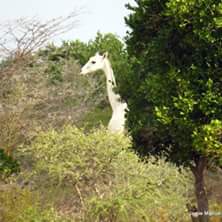 SuleimanQadid tweet media