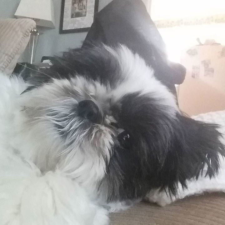 Teacupdogsdaily's tweet photo. Shihtzu Mondays. #lazylayla #tinydogs #mondays #laylabean Image By: chewieandlayla β¦ https://t.co/CCd61WAkM4 https://t.co/8BNV0L6ehi