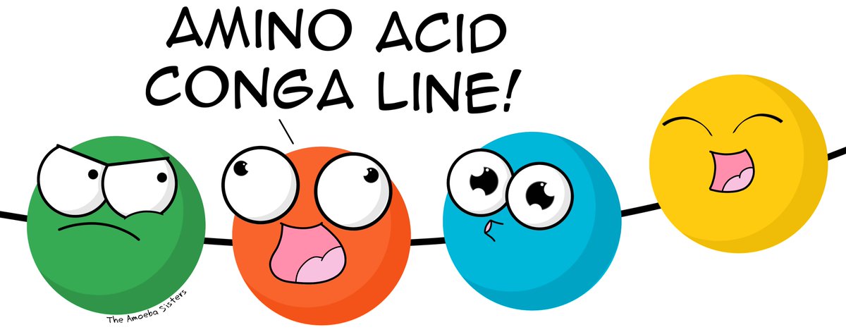AmoebaSisters's tweet photo. Who said amino acids don't know how to have a good time during protein synthesis?
#biology #science #genetics #STEM https://t.co/VKzltcIUiq