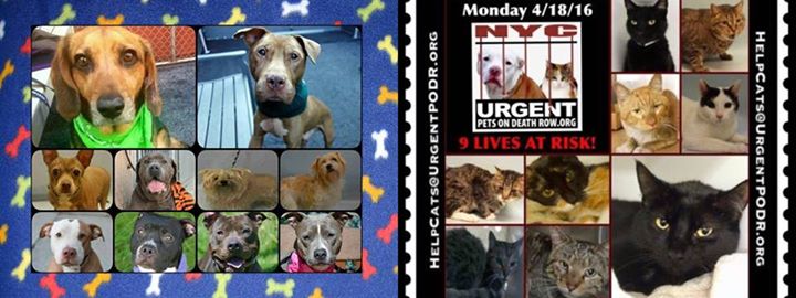 wartopha88's tweet photo. *19 loving pets will be killed w/out fosters today-share to find them! T ... #ilovemydog #pets #puppy https://t.co/XeY1pb9PBs