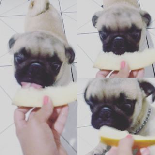 Melao deliciia!
#Pug #puglife #babypuggies #mypug #mybabypug #ilovepugs 
Amor maior! <3 findelight.net/puggie_detail.…