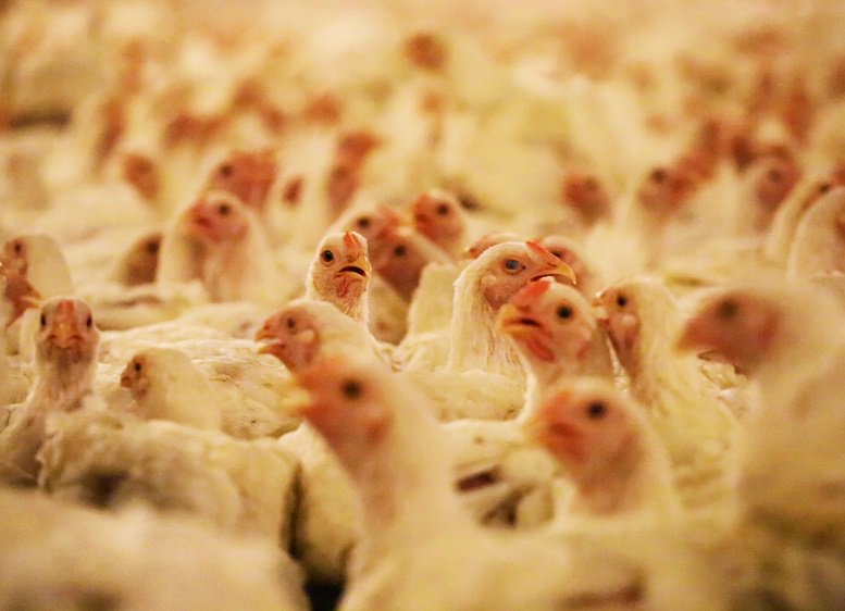 Richiamo carne di pollo perchè contaminata da "corpi estranei"