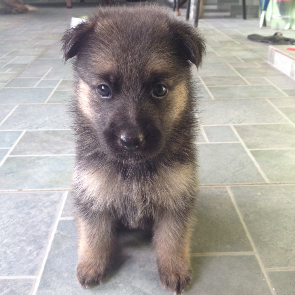 German Shepherds tweet media