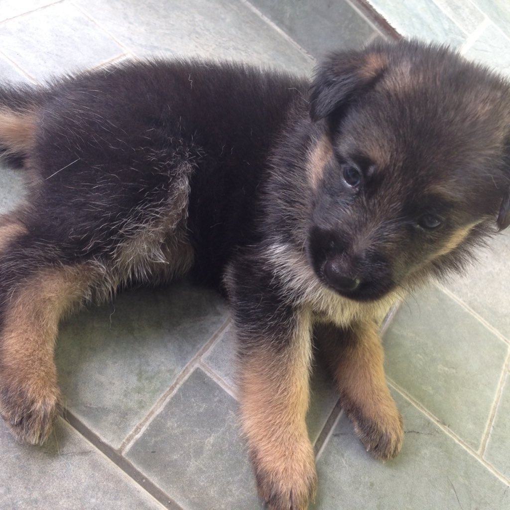 German Shepherds tweet media