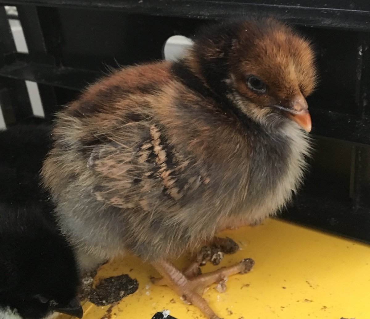 NewMacsFarm's tweet photo. This is Mouse. She is a lot lighter in colour than a lot of her other siblings #bluelaced #barnevelder #chick https://t.co/8TragQbseD