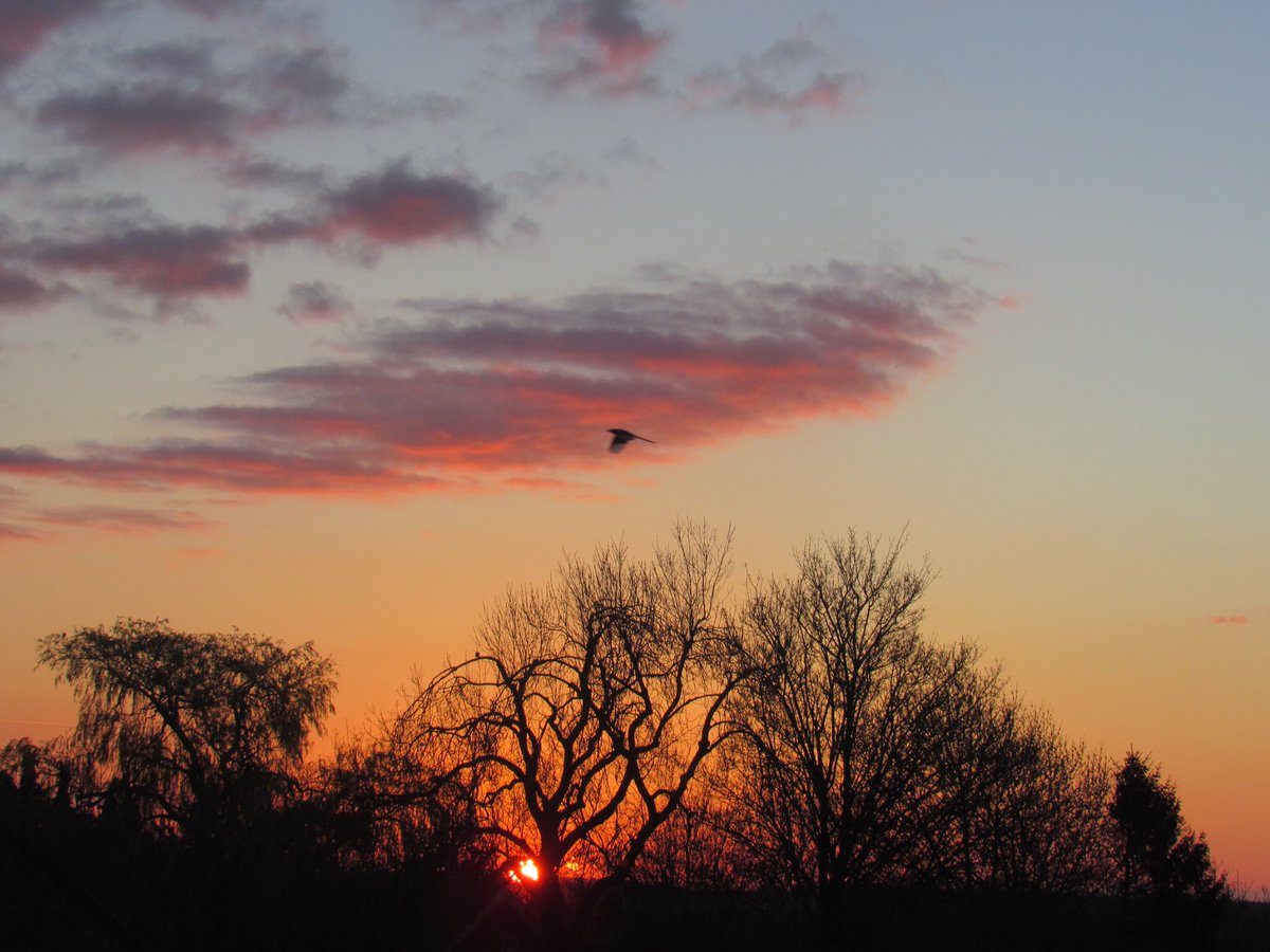Magpie passing in the sunrise. <a href="/Natures_Voice/">RSPB</a> <a href="/wildlifetrusts/">The Wildlife Trusts</a> @_NeneValley #northamptonshire <a href="/NorthantsNature/">Northants Nature</a>