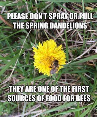 krulehart's tweet photo. #BringBackTheBees in so many simple ways! #SOS110ASU https://t.co/olAgEsPiHz