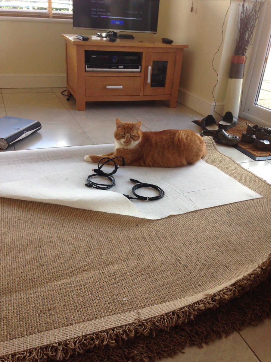 TreezyDD's tweet photo. Helping fix the tellybox on #kittyloafmonday 😂 📺 https://t.co/wH7EmDfxDS