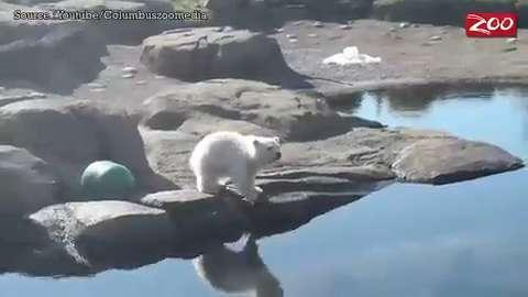 Le Figaro Video Un Bebe Ours Polaire Prend Son Premier Bain Dans Un Zoo Americain T Co Hwqz9p8vfr