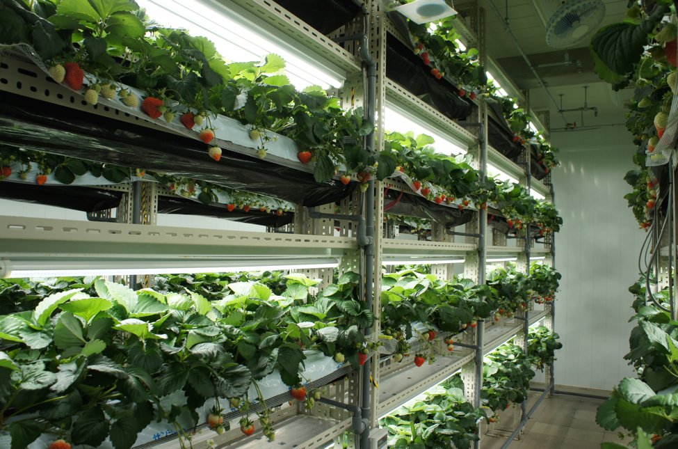 How a Japanese #VerticalFarm is Growing Strawberries using LED for the First Time bit.ly/1WAWryi