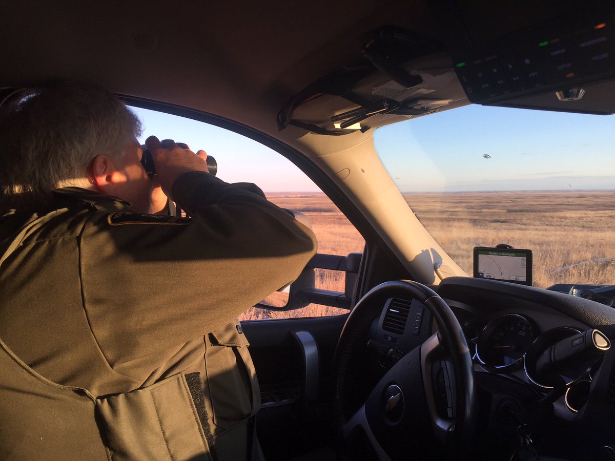 FWEnforcement's tweet photo. It’s sharp-tailed grouse mating season. This officer watches over dancing grounds near Oyen: https://t.co/ljIfadH5BT https://t.co/KxPQVSbgzP