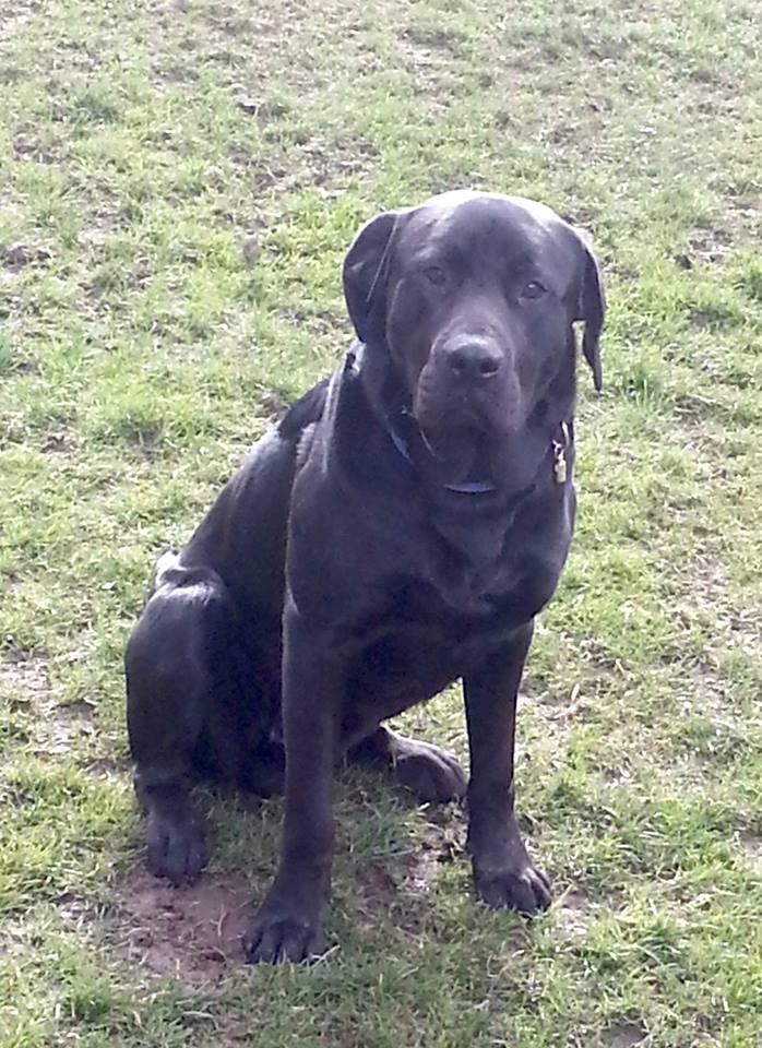 Lots of black beauties on the BRX FB page looking for lovely homes: facebook.com/BlackRetriever…