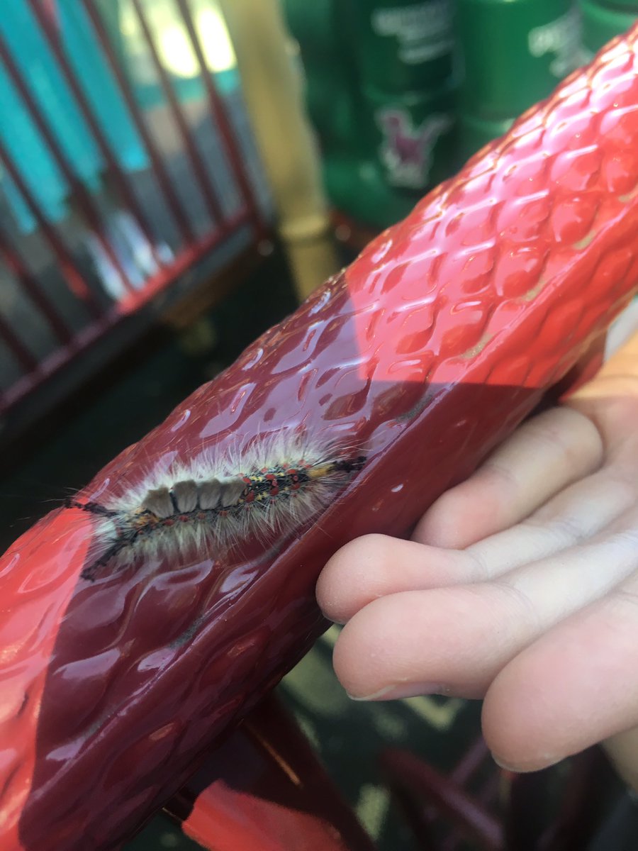 Suzanne Fischer (@msfischerjse) on Twitter photo 