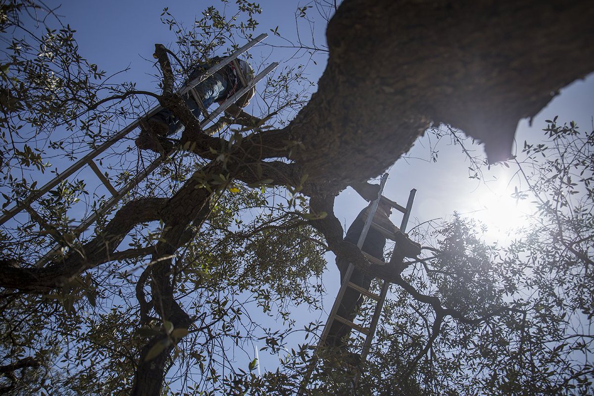 Tanti tagliano pochi potano olioipatriarchi.it/it/salentinizz… <a href="/_ComOlio/">Comolio</a> <a href="/WeAreInPuglia/">WeAreInPuglia</a> <a href="/Maestrodolio/">Maestrod'olio</a> #Salento #olioEVO