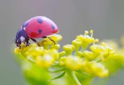esweedcontrol's tweet image. RT @planet_natural "#Ladybugs To the Rescue  https://t.co/ld5k4yxSMf" ow.ly/4mOcr7