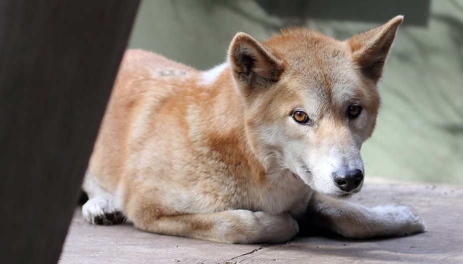 DINGO: conheça este parente próximo de cães e lobos. |  topblog.com.br/educacao/dingo…