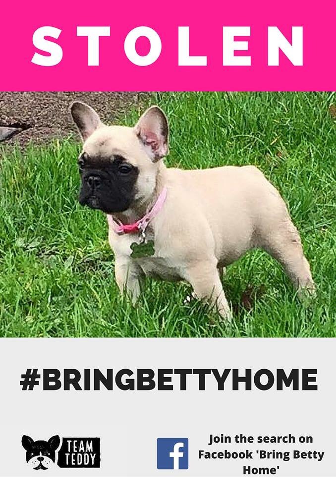 LisaLisaw1's tweet photo. Please RT #BringBettyHome #Bredhurst #Kent @LostboxUK @DogsTrust @RSPCA_official @Dogs_Today @beverleycuddy TY https://t.co/gX2CoK2R4g