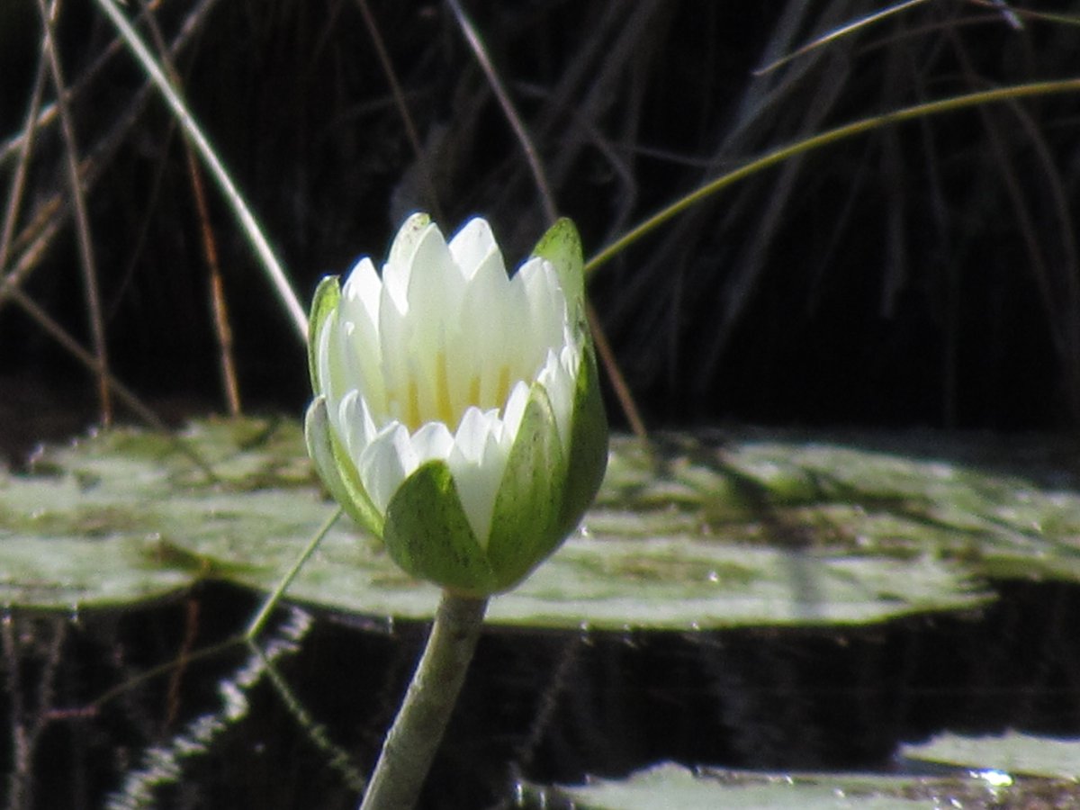 ruizlalo's tweet photo. Mexican waterlily #Nymphae #CuatroCienegas #Coahuila https://t.co/UEHrN68iJ8