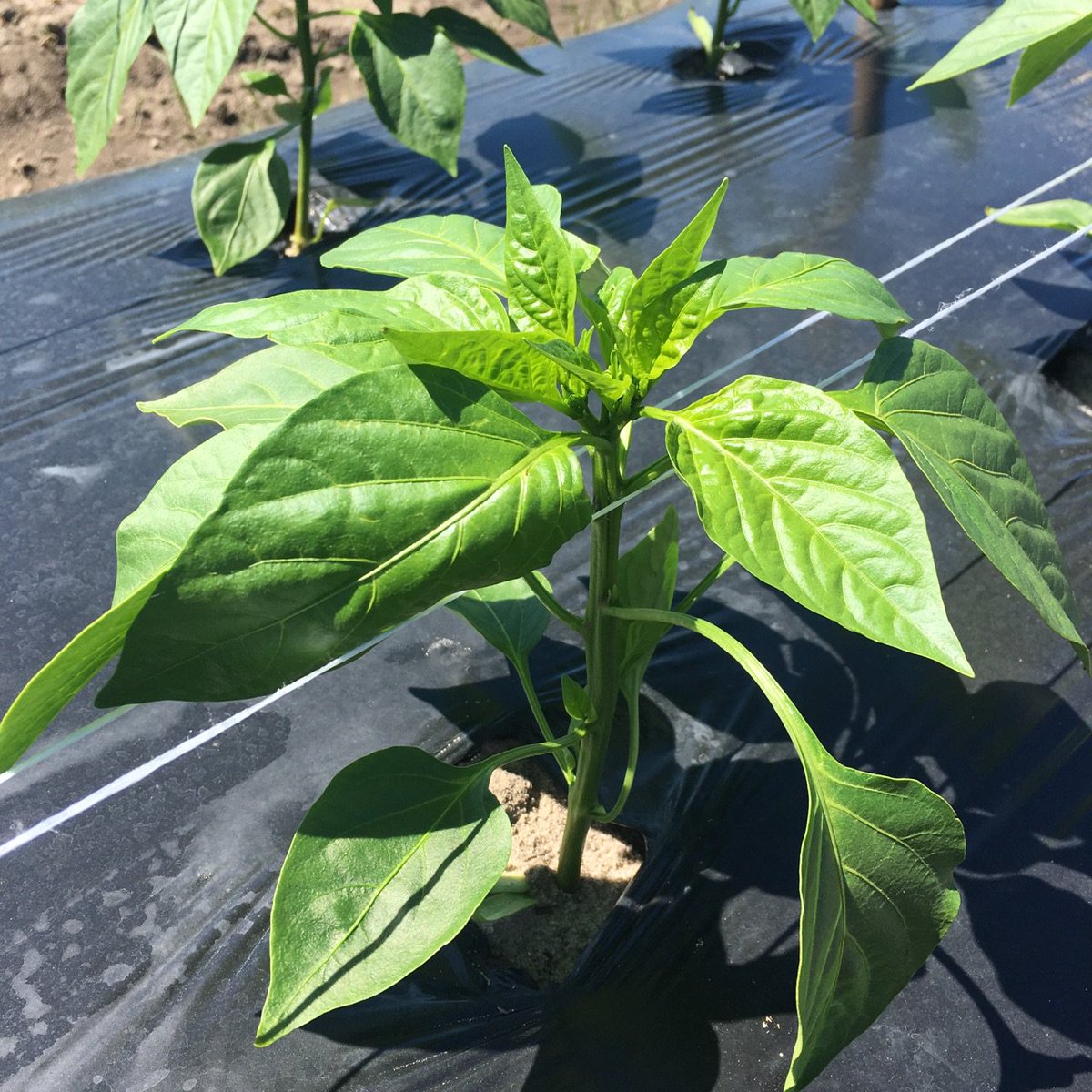 agnutrients's tweet photo. These transplanted bell peppers are two weeks old now. #Rootex, #H85, and #TriPlexMicro applied at planting. https://t.co/F0XyxoqB03