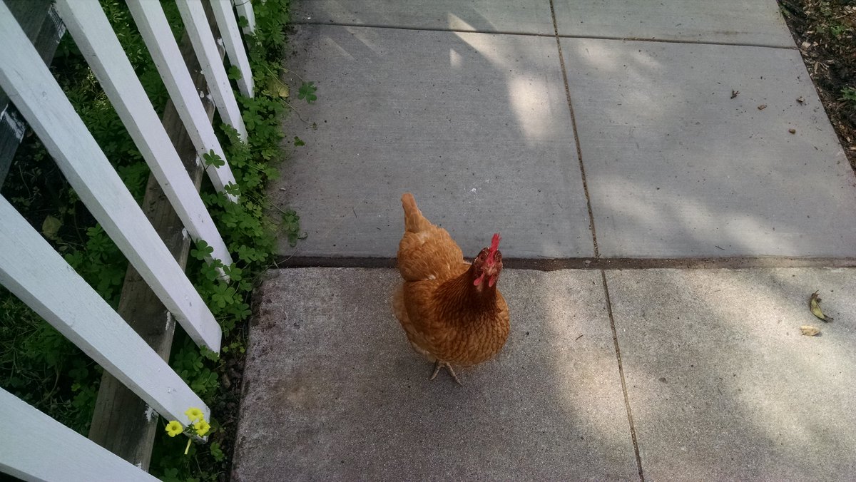 MatusLabs's tweet photo. Sup. #chicken https://t.co/Ad561DmPEw