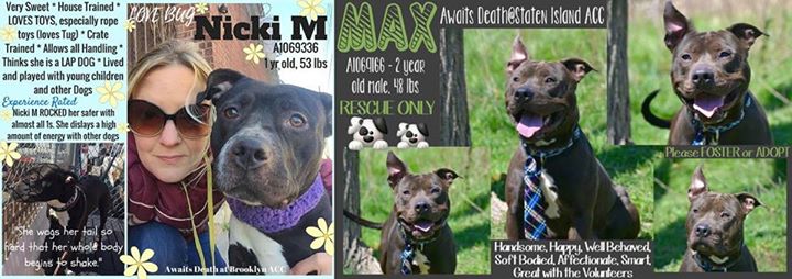 wartopha88's tweet photo. **LAST CHANCE FOR LOVING, AFFECTIONATE BABY PUPS “Nicki M” &amp; “Max”!** PLEAS ... #eyes #puppy #ilovemycat https://t.co/gm4lW2Ugjc