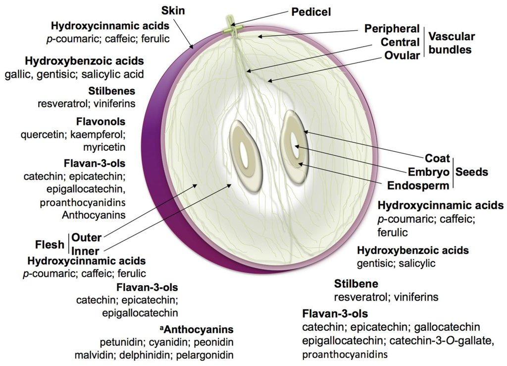 DrJimsWine's tweet photo. Grape anatomy 101 in even greater detail https://t.co/vFVtV7WQjs