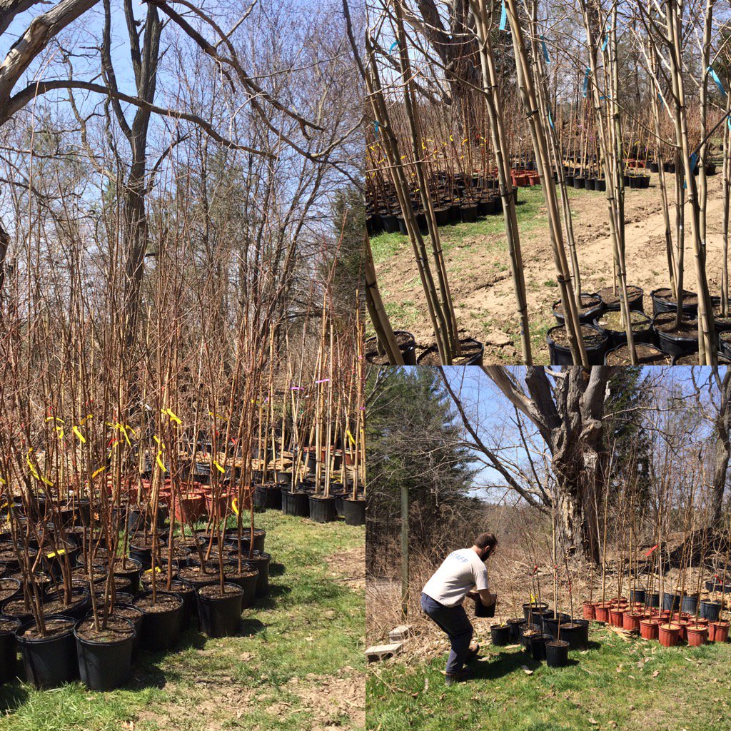 KettleCreekCA's tweet image. Large stock trees ready for road sides, school yards and city parks. #treeplantingseason #sttont