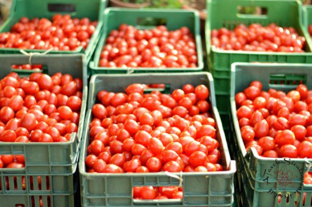 verde_dhom's tweet photo. Pomì: svolta green e quota export al 60% https://t.co/qL2q5O7ale @sole24ore #Green #Tomatoes #IncreaseExport #Italy https://t.co/hIvHUdzH2T