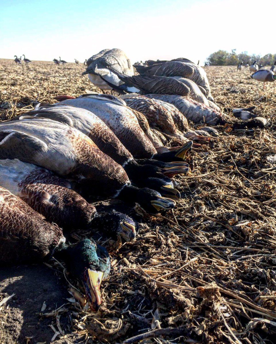 TimberOutdoors's tweet photo. RT if you miss stacking piles of mallards like we do! https://t.co/FhEU5XYFI8