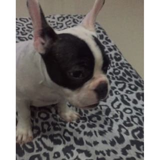 Frenchie_Cute's tweet photo. โมเดลเป้นหมาตลก 😂😂😂#freanch #fotofrenchie #frenchbulldog #doglovers #modelfrenchie https://t.co/rTILz54mNp https://t.co/vxslyPLtdI