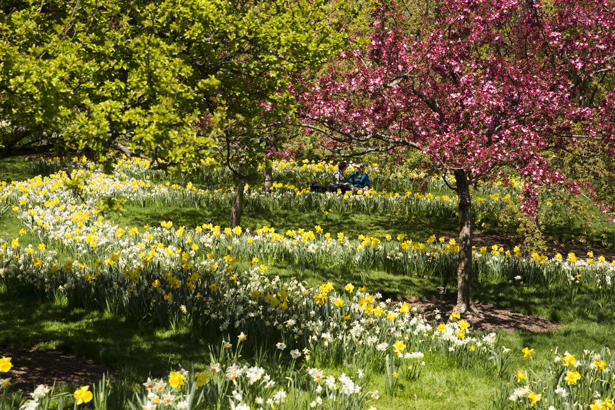 NYBG's tweet photo. Daffodils are blooming by the thousands. This weekend, why not enjoy them with some wine? https://t.co/0n3CuCHagB https://t.co/bPnhtH8s60