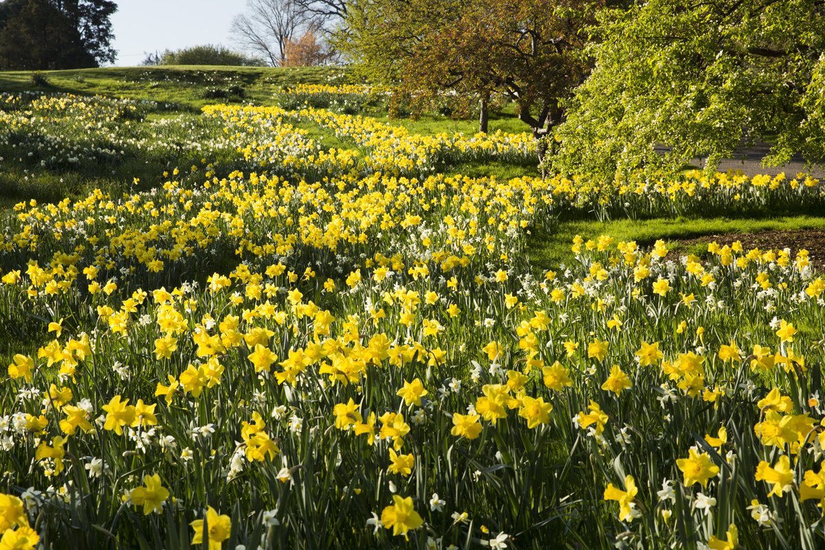 NYBG's tweet photo. Daffodils are blooming by the thousands. This weekend, why not enjoy them with some wine? https://t.co/0n3CuCHagB https://t.co/bPnhtH8s60