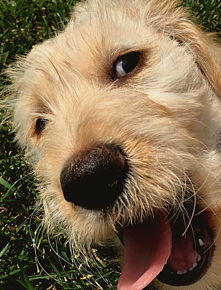 Leashworks's tweet photo. Puppy face! #PUPPY #dog #dogsofsacramento #dogsoftwitter https://t.co/pOU5XwPl8m