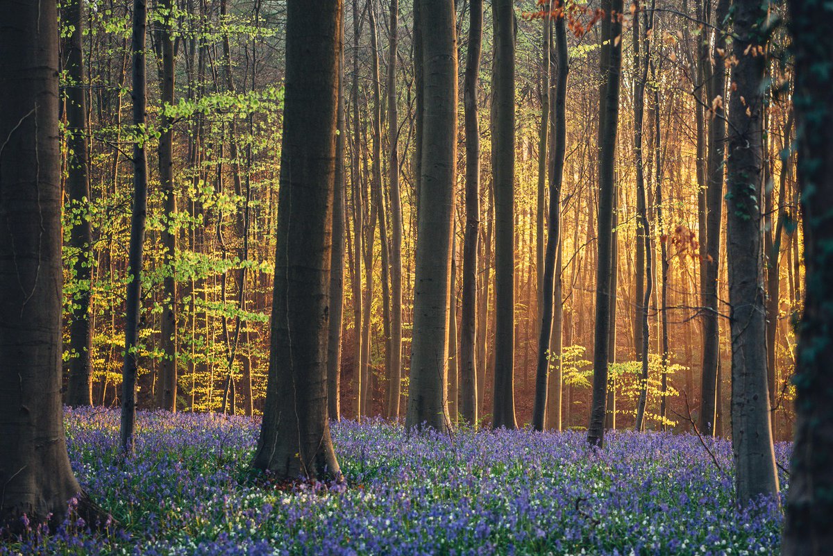 I like forest. I like forest. I like forest. Лесные тропы шварцвальд. Фиолетовый лес в чернобыле.