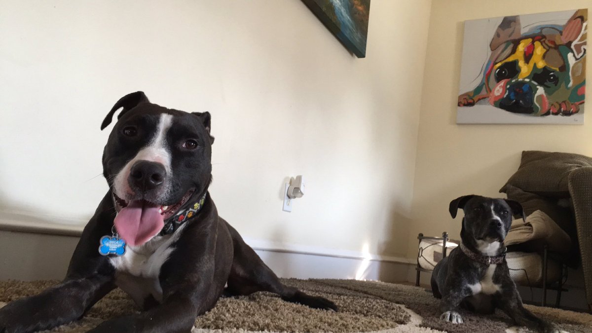 Ericapizzy's tweet photo. 1st run of the season. Gotti is exhausted and Chloe not even phased https://t.co/Myh0VNoGxE