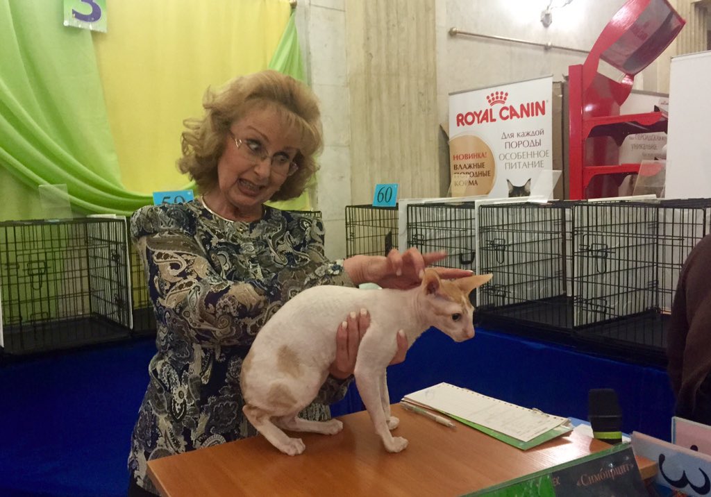 _DeoRex's tweet image. Тот неловкий момент, когда судья офигела от размера ушей нашего котика 😀